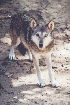 Loup