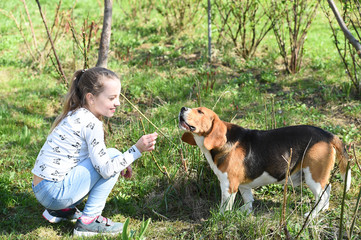Little girl train dog on summer nature. Child play with pet friend on sunny day. Kid with beagle on...