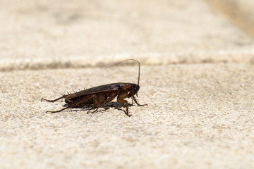 American cockroach sitting on a stone surface (Periplaneta americana) - Right view