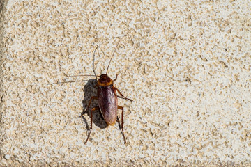 American cockroach sitting on a stone surface (Periplaneta americana) - View from above