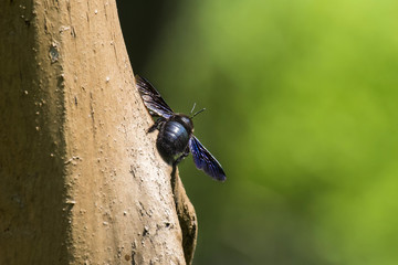 Violet carpenter bee sits on a tree (Xylocopa violacea)