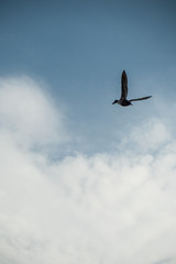 Fototapeta na wymiar closeup of duck flying on cloudy sky background