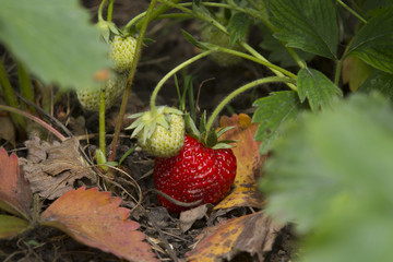 Organic Red Strawberry plant. Wild organic stawberry bushes. Strawberries in growth at garden.