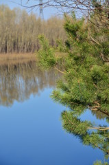 Obraz premium Branch of a pine on a background of a blue pond
