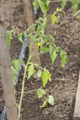 Obraz premium Organic natural tomato on stems. Farming with ground watering PVC pipe, gardening, agriculture background