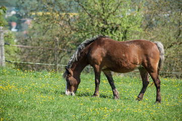 Naklejka na ściany i meble portrait of brown horse grazing in a meadow