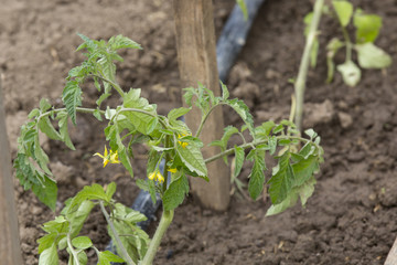 Organic natural tomato on stems. Farming with ground watering PVC pipe, gardening, agriculture background