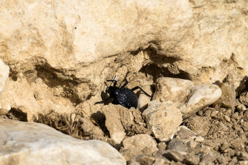Beetle from the family of darkling beetles sits between stones (Pimelia bipunctata)