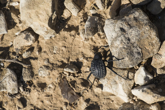 Beetle from the family of darkling beetles (Pimelia bipunctata). View from above