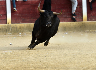 bull