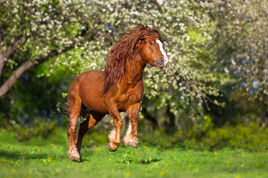Red draft horse with long mane run in blossom spring garden