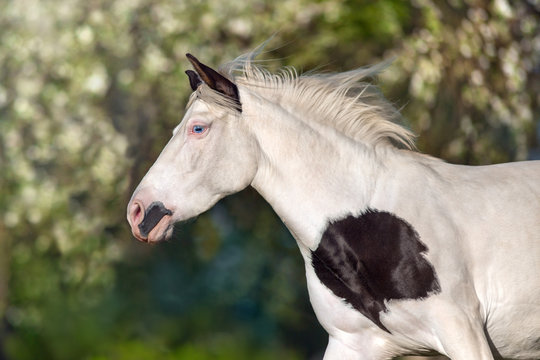 Pinto horse portrait in motion