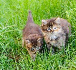 Naklejka na ściany i meble Two small kitten walking on the green grass.