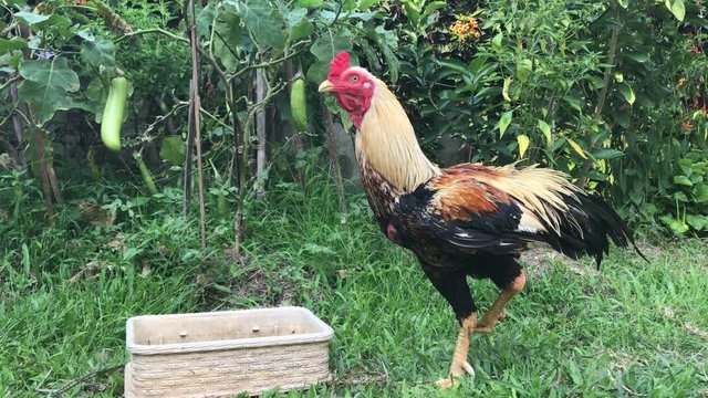 Thai Fighting cock or game cock on grass field