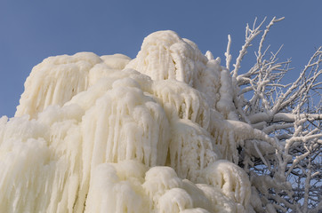 The tree is icy. The tree froze in the ice