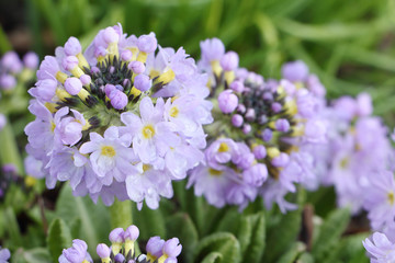 Primrose flowers blooming in the spring garden