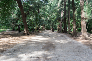 Walk way in forest and sand beach in sunny day., with copy space for text.