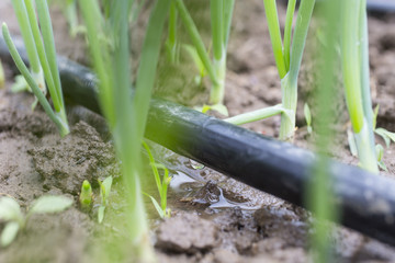 Drip Irrigation System Close Up. 