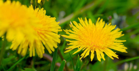 Naklejka premium Yellow dandelion background.
