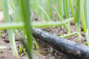 Drip Irrigation System Close Up. Water saving drip irrigation system being used in a organic onions field 