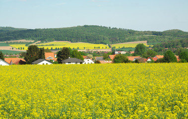 Das kräftige Gelb der Rapsblüte und die unterschiedlichen Grün-Töne der Wälder bestimmen...