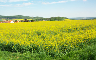 Fototapeta premium Das kräftige Gelb der Rapsblüte und die unterschiedlichen Grün-Töne der Wälder bestimmen derzeit die Frühlingslandschaft im Leinetal bei Friedland. 