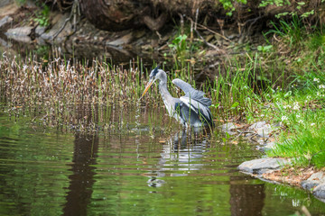 Great Blue Heron fishing in the low lake waters. (Ardea cinerea)