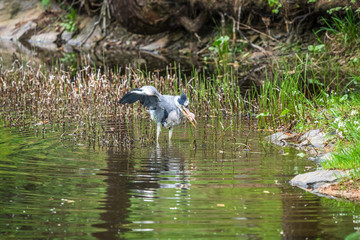 Great Blue Heron fishing in the low lake waters. (Ardea cinerea)