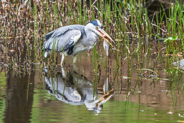 Great Blue Heron fishing in the low lake waters. (Ardea cinerea)