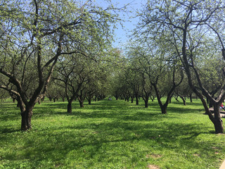 Green lawn and apple trees in city park under sunny light. Green lawn with trees in park. crisply evening sun and powerful luscious green trees in the park