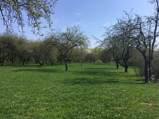 Green lawn and apple trees in city park under sunny light. Green lawn with trees in park. crisply evening sun and powerful luscious green trees in the park
