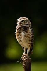 Portrait of a cute Burrowing Owl (Athene cunicularia) sitting on a pole against blurred forest background in a sunny day. Environment concept. Brazil.
