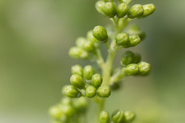 Grapevine with baby grapes. Young grain grapes