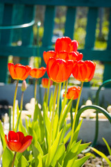 Red Tulips in the Garden