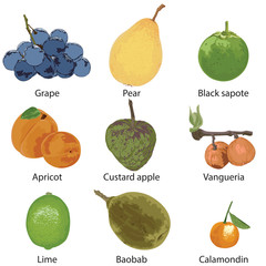 A set of different fruits. Grapes, pear, black sapota, apricot, custard apple, vangueria, lime, baobab, calamondine on a white background.