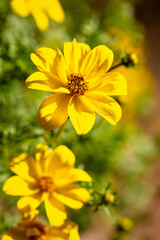 Bouquet of yellow flowers