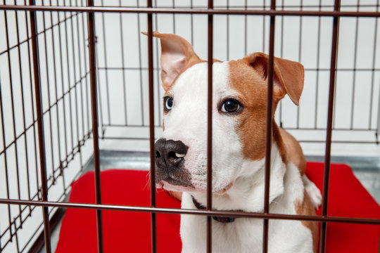 Dog in cage. Isolated background. Happy AST American staffordshire terrier misses owner.