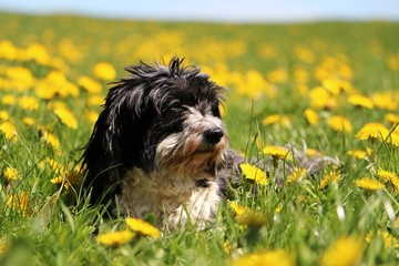 beautiful havanese is lying on a field with dandelions