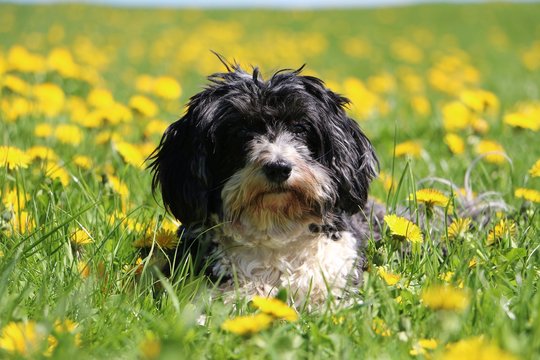 beautiful havanese is lying on a field with dandelions
