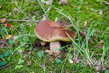 Boletus  grows in the forest