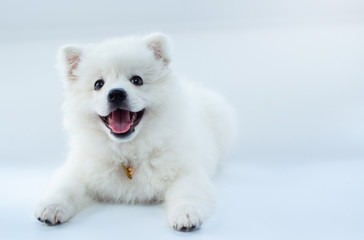Young puppy Spitz looks at the camera on white background, white dog - obrazy, fototapety, plakaty