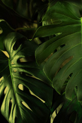 Monstera Leaves. Exotic Plant leaf. Dark Green. dark Background.