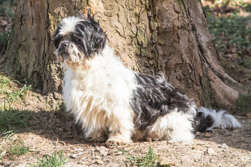 Lhasa Apso dog in belgium