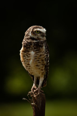 Portrait of a cute Burrowing Owl (Athene cunicularia) sitting on a pole against blurred forest background in a sunny day. Environment concept. Brazil.
