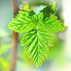 young raspberry leaf close-up grow in the spring