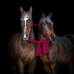 Two bay horses with winter scarf isolated on black background