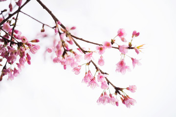 Pink Cherry blossom or sakura isolated on white