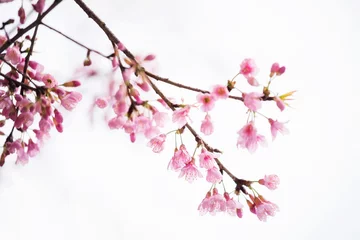 Fleur de cerisier rose ou sakura isolé sur blanc