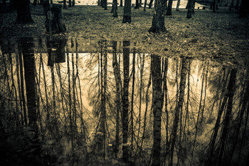 Trees reflected in puddle retro