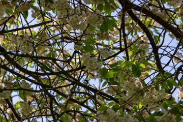 White tree blossom